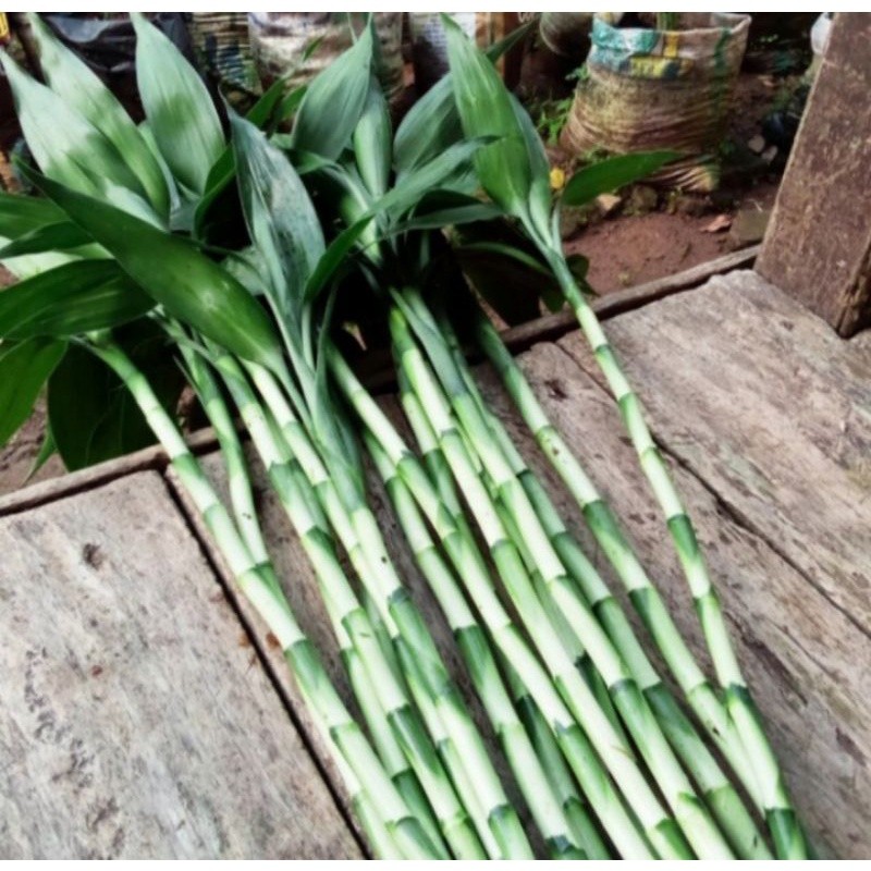 tanaman bambu hoki/kole panjang 30 cm