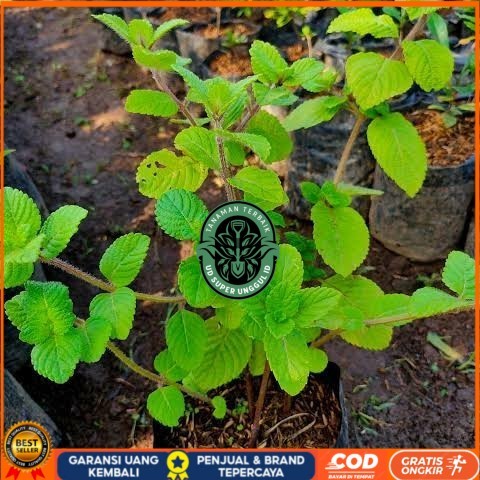 Bibit Cincau Hitam Asli | Bibit Tanaman Cincau Hitam Janggelan Bibit Tanaman valid UD SUPER UNGGUL I