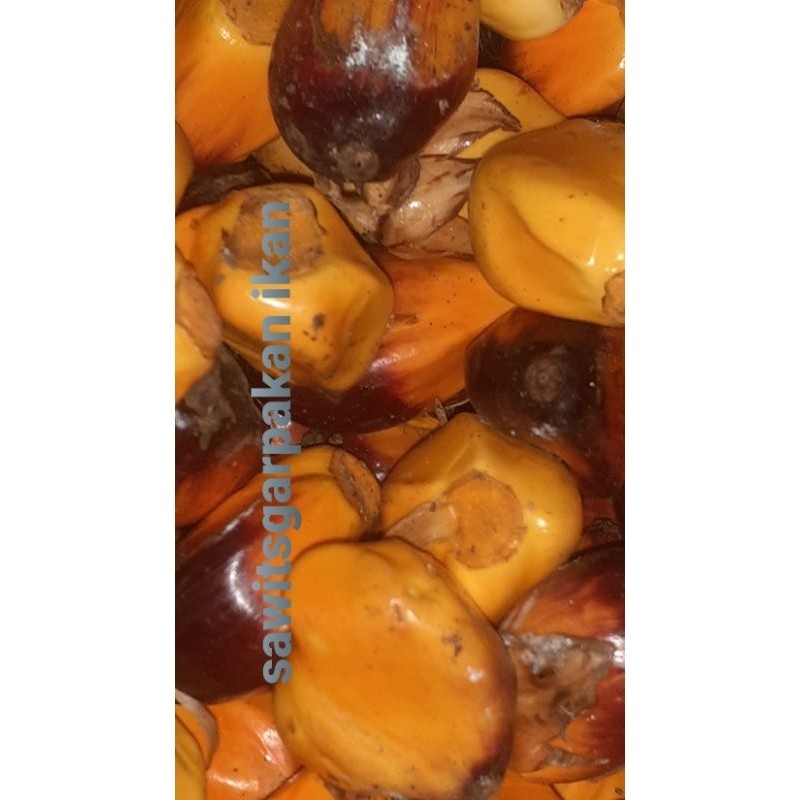 

Buah sawit kualitas bagus