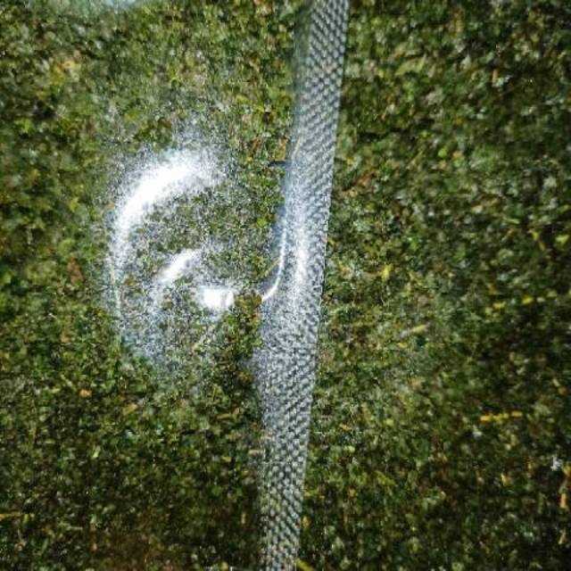 

Daun jeruk kering bubuk kemasan pouch 25gram