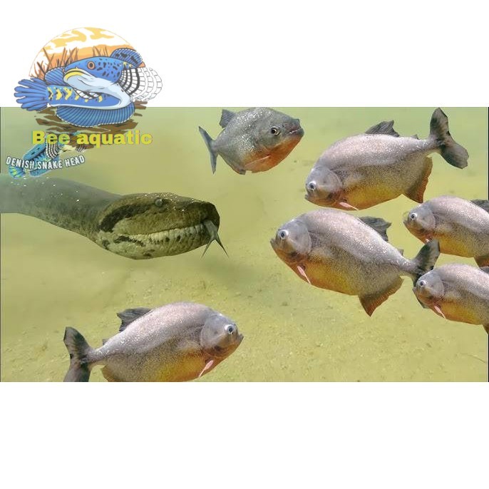 Pemanis aquarium perlengkapan pancing senar piranha isi 10 kail pemancingan red belied rbp