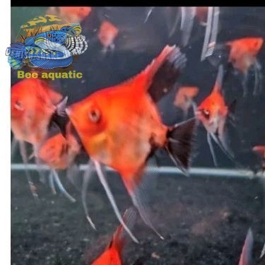 Pemanis aquarium Full Block Manfish Red Devil 3 - 3.5 cm SUPE bee aquatic