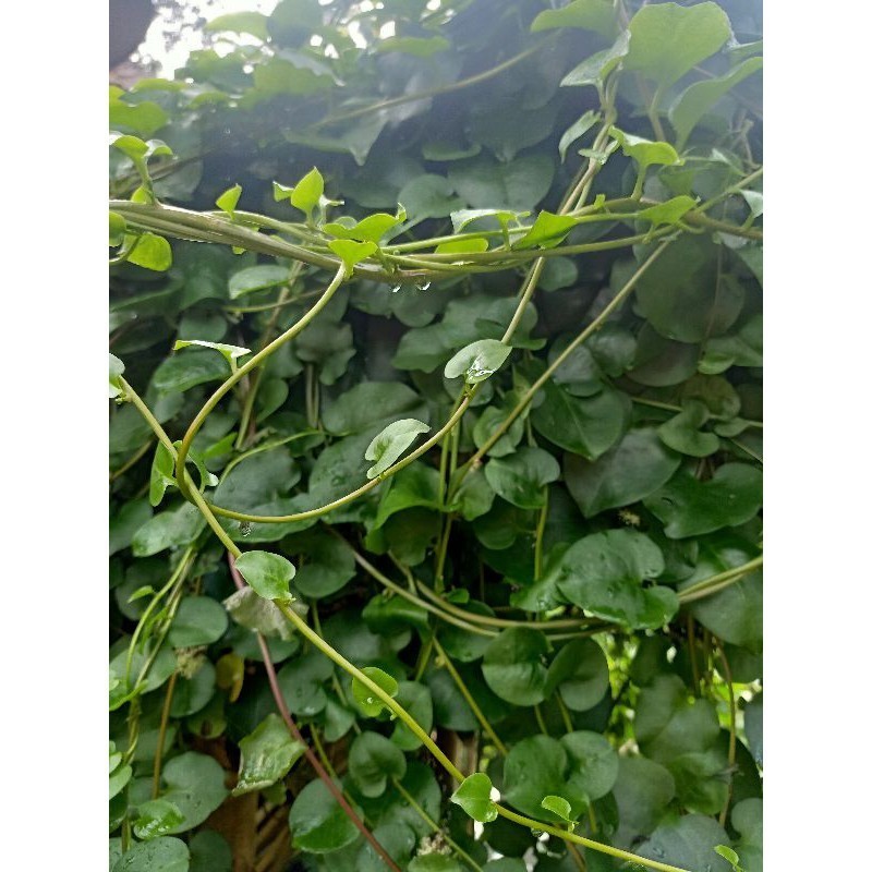 

Jual daun binahong 1 kg segar