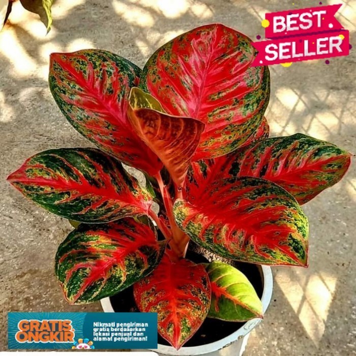 ( PROMO ) PROMO aglonema wulandari anakan aglonema wulandari murah