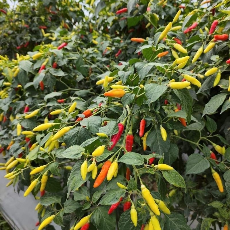 15 Butir Benih Cabe KALIBER - Bibit Cabai Rawit Setan Merah Super Unggulan Petani Tahan Penyakit Bua