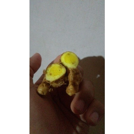 

BROTO WALI HUTAN | Segar Hidup | Borotowali Organik | Bisa diTanam Kembali