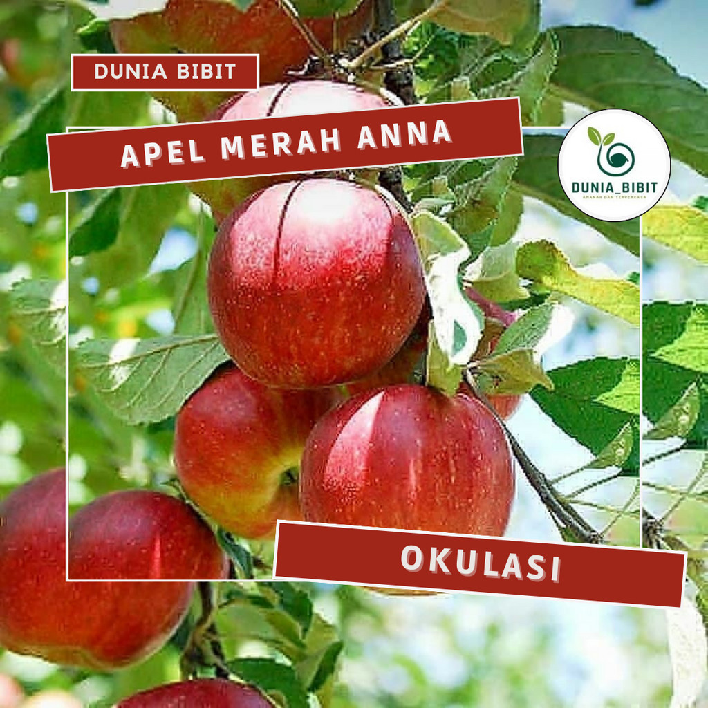 Bibit Tanaman Buah Apel Anna Siap Berbunga