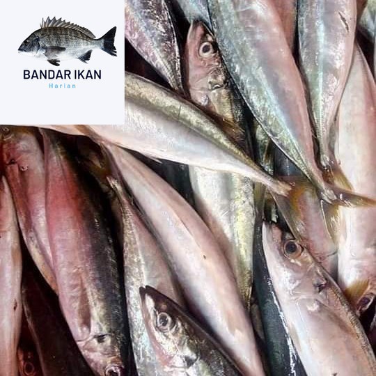 

Ikan Salem Jumbo Segar Fresh Dan Berkualitas
