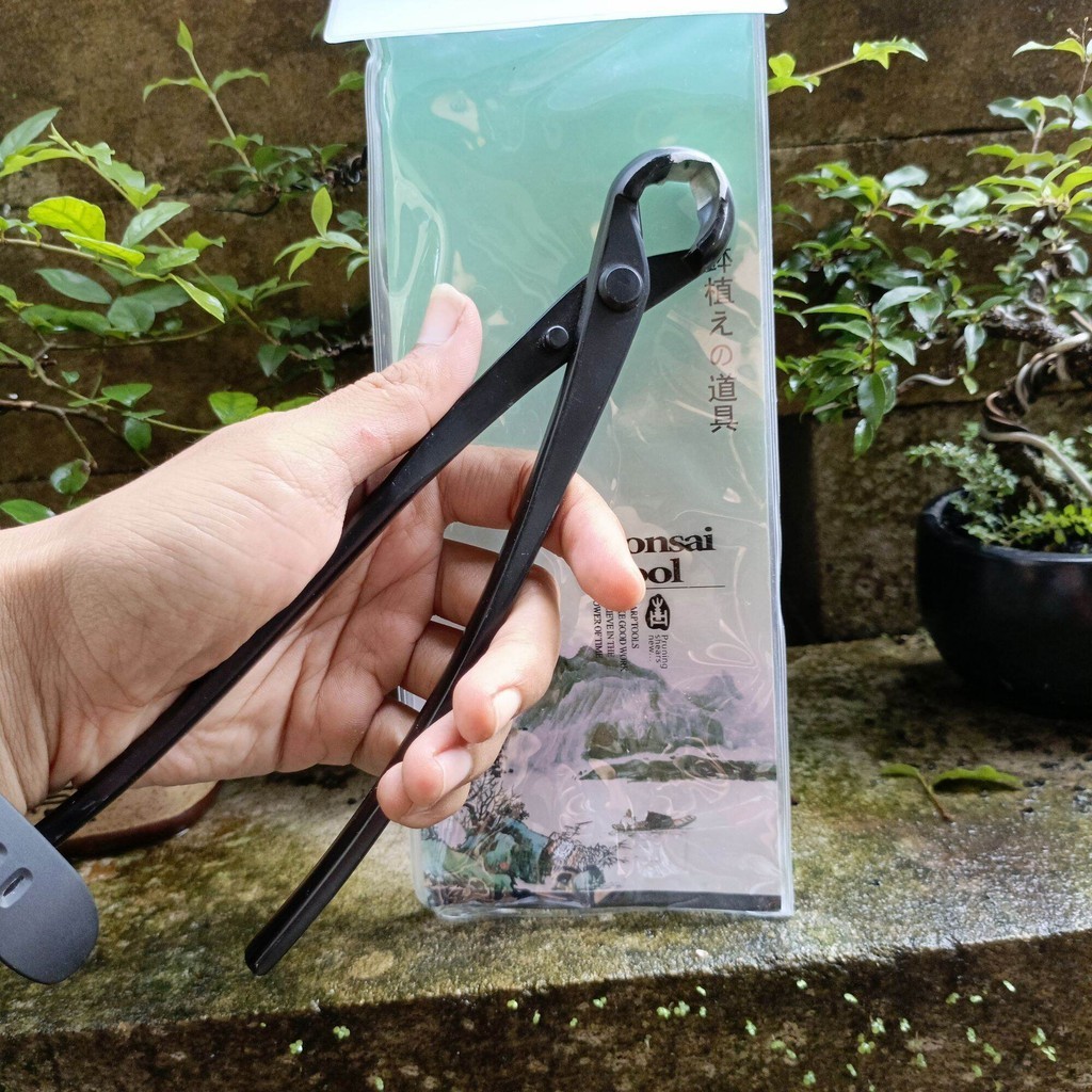 Catok Cembung Bonsai MSW 21 cm Import Murah