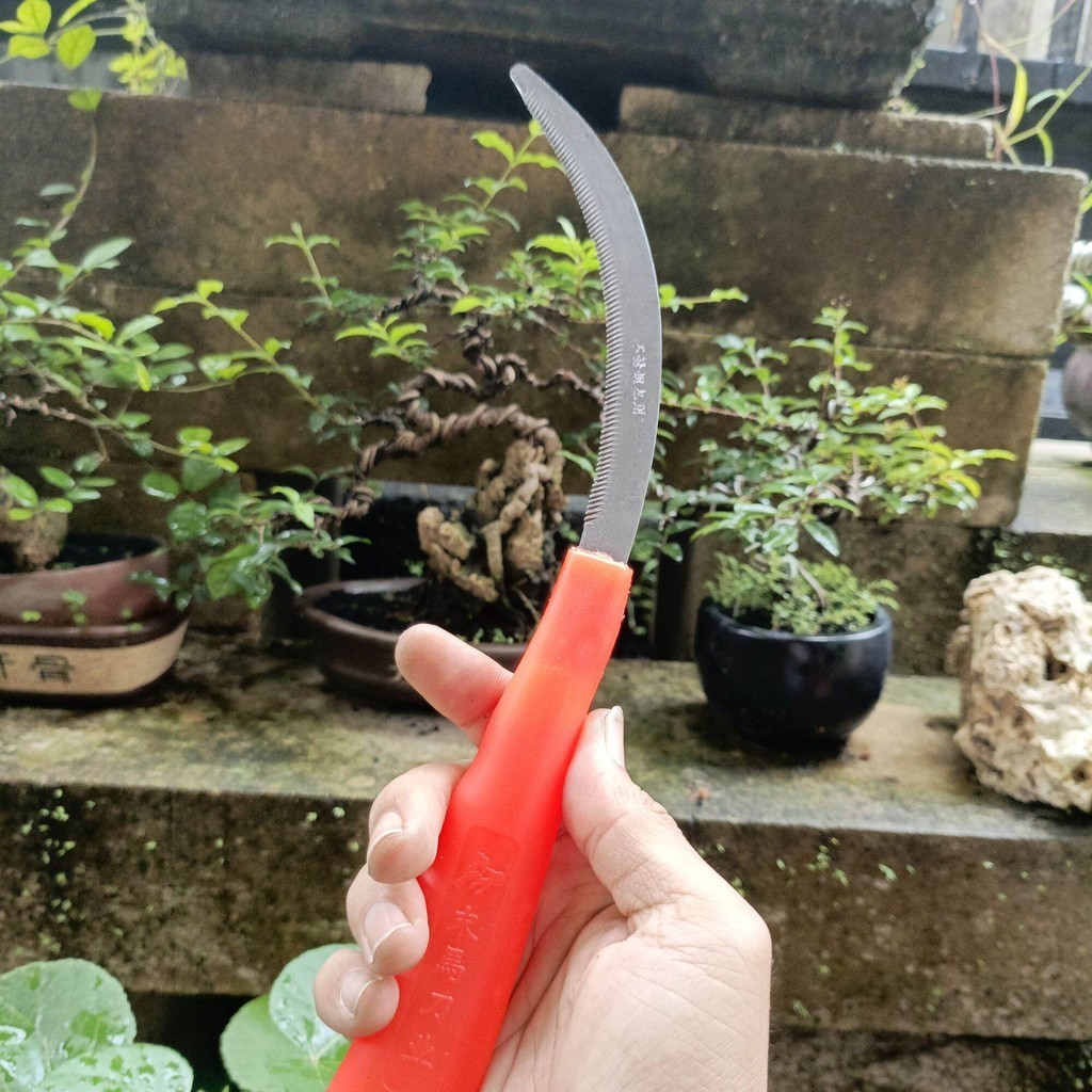 Gergaji Program Bonsai Repoting akar