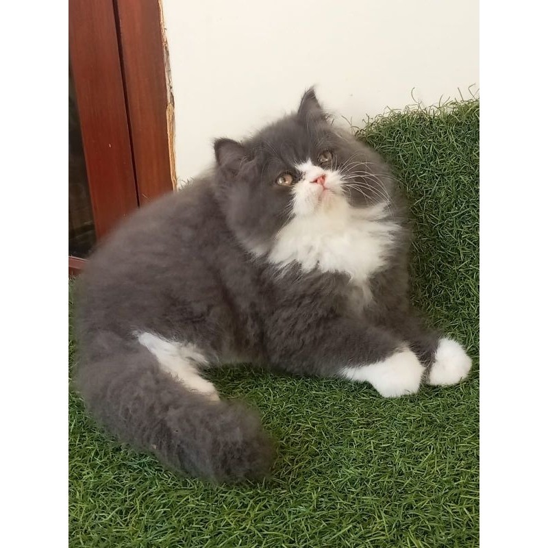 kucing kitten Persian norwegian