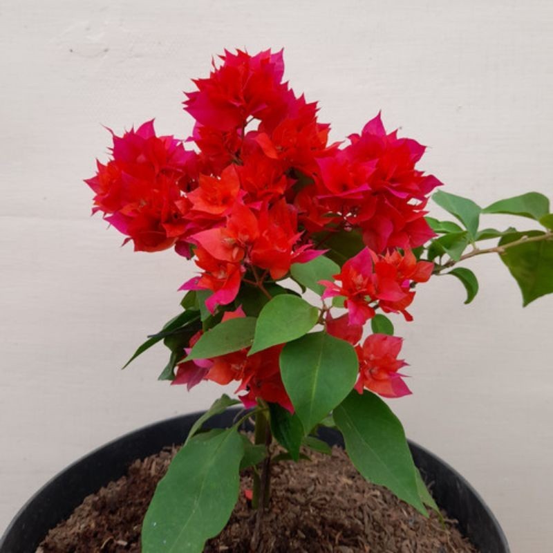 Bibit tanaman bunga hias bougenville hawai - bunga tumpuk aussie merah  ori