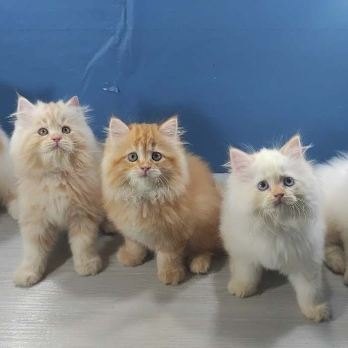 Kucing Kitten Persia Super Long Hair Jantan Betina
