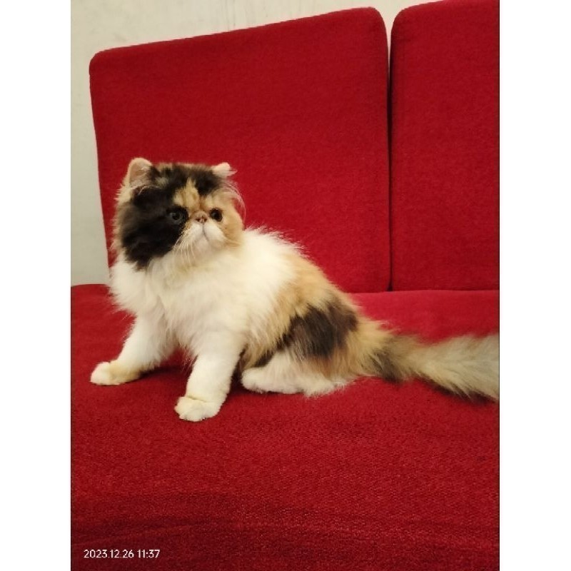 ADOPSI KUCING PERSIAN PEAKNOSE KITTEN 4bulan