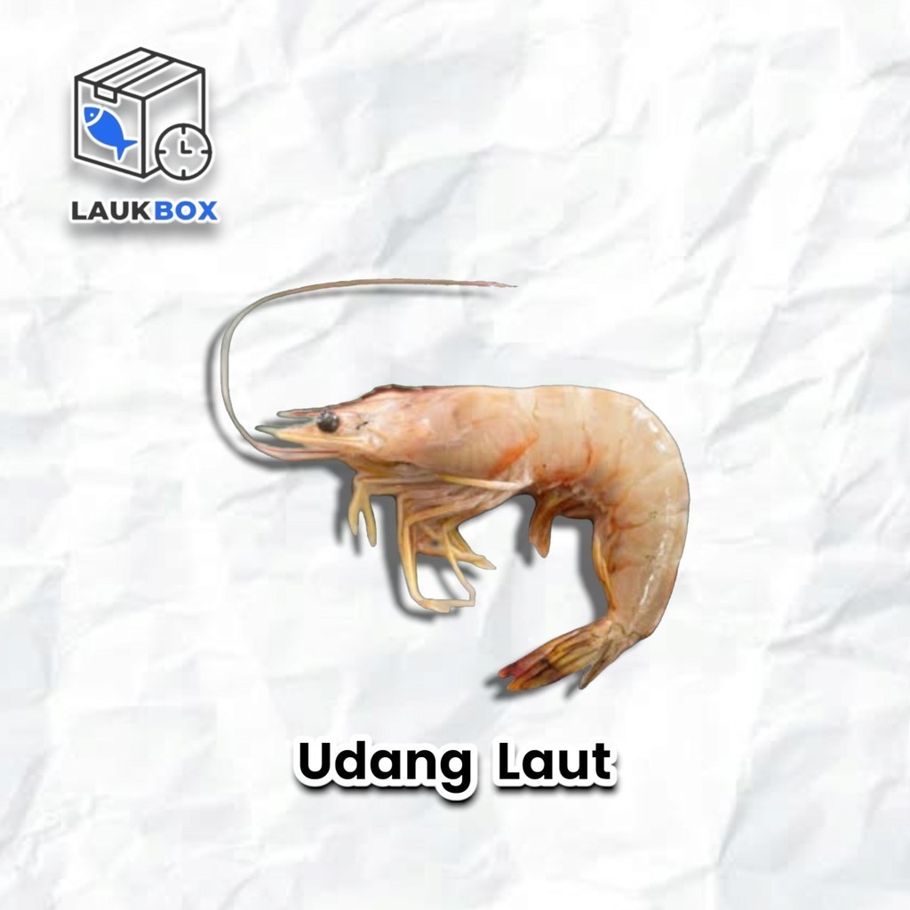 

Udang Laut