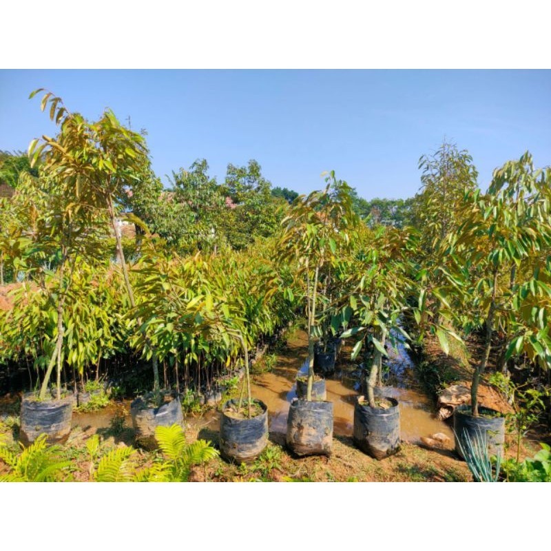 bibit durian batang besar 1,5 m (packing kayu)