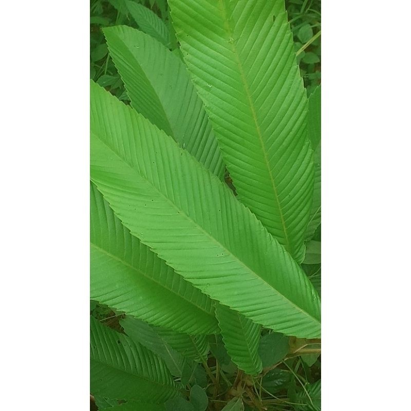 

Daun smpur sgar 30 lmbar daun herbal smpur