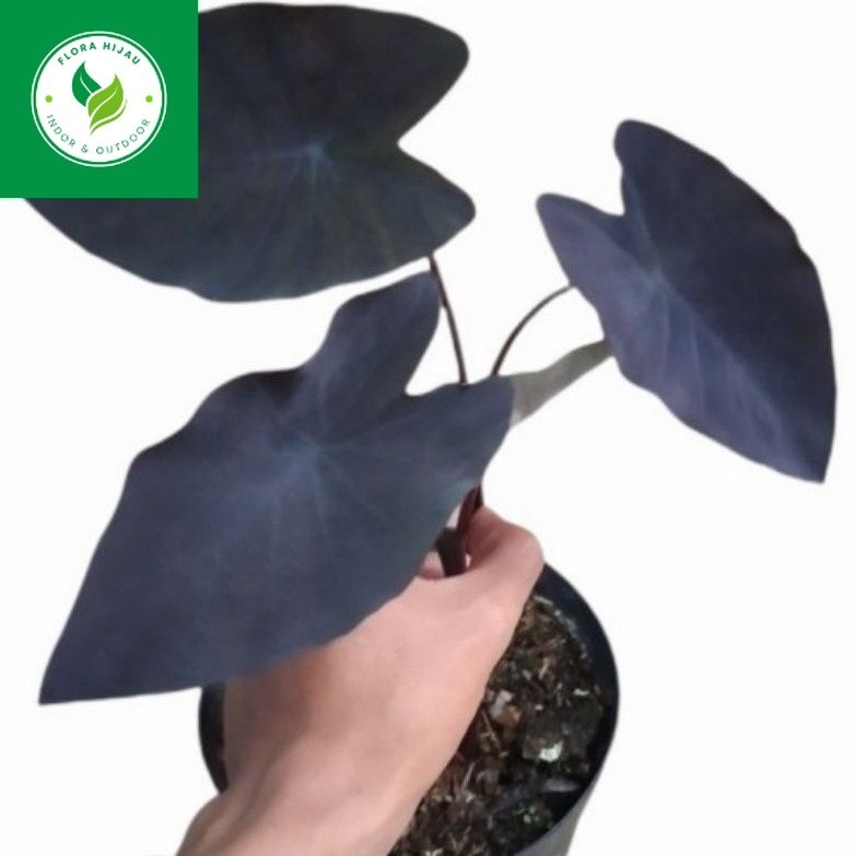 ~ ( BISA COD ) PROMO Caladium Alocasia Black Magic / Tanaman Hias Keladi Alokasia Hitam / Tanaman Hi