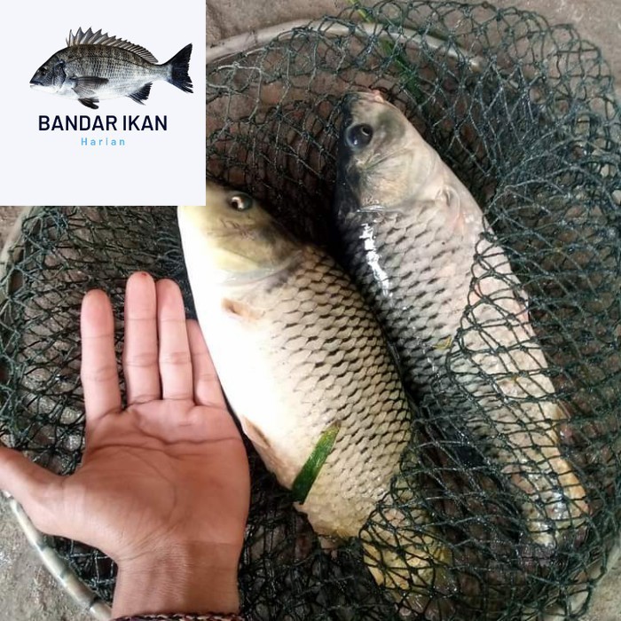 

Ikan Emas Segar Fresh Dan Berkualitas