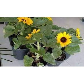 BIBIT BUNGA MATAHARI SUPER (beli 5 gratis 1)