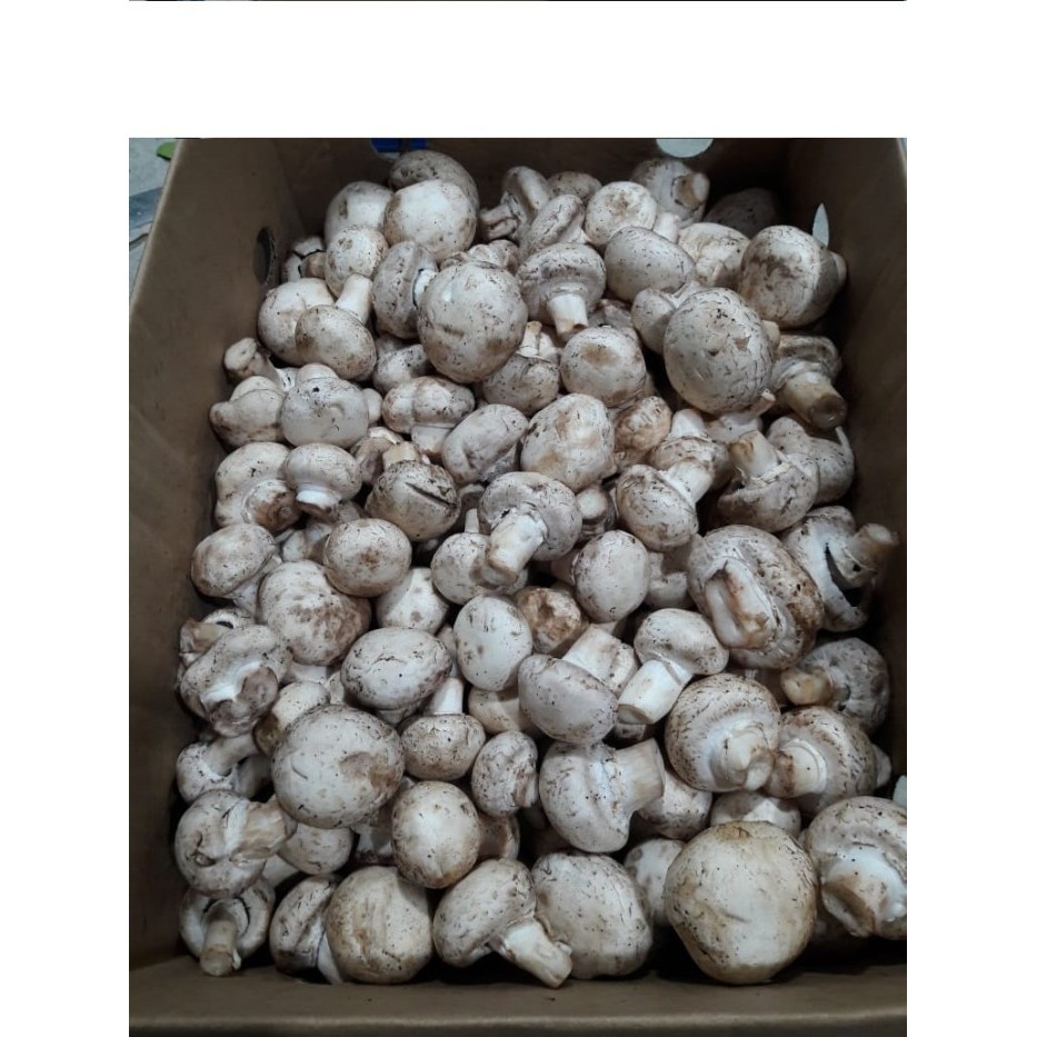 

Jamur Champignon / Jamur Kancing Fresh " Grade C" / 1 Kg