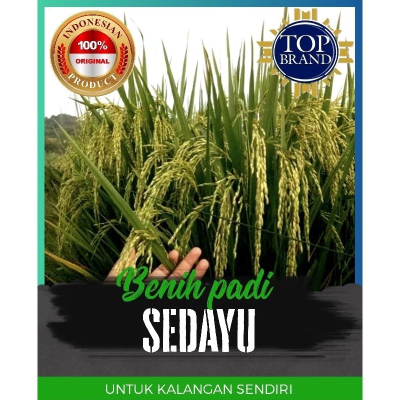 benih padi sedayu 1kg