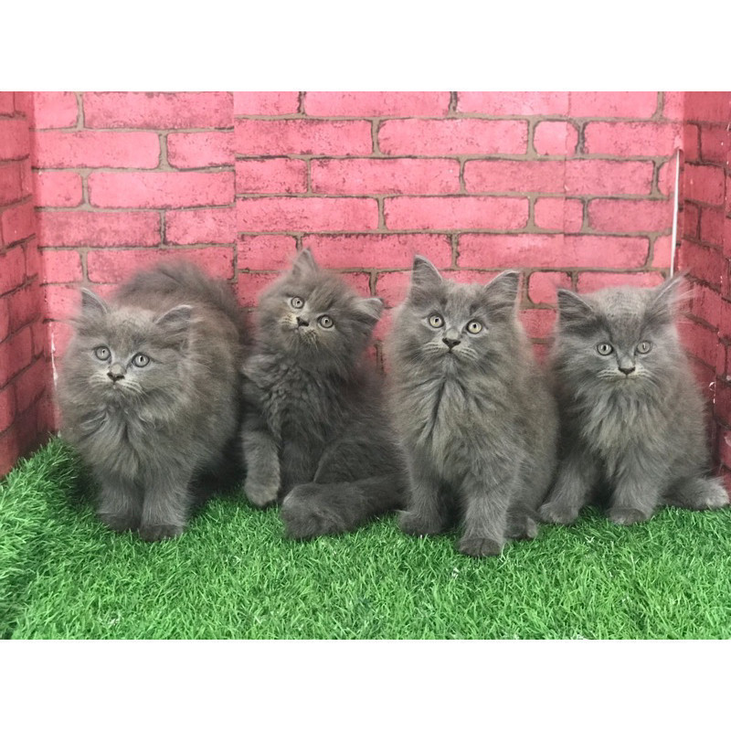 kucing persia mix maincoon