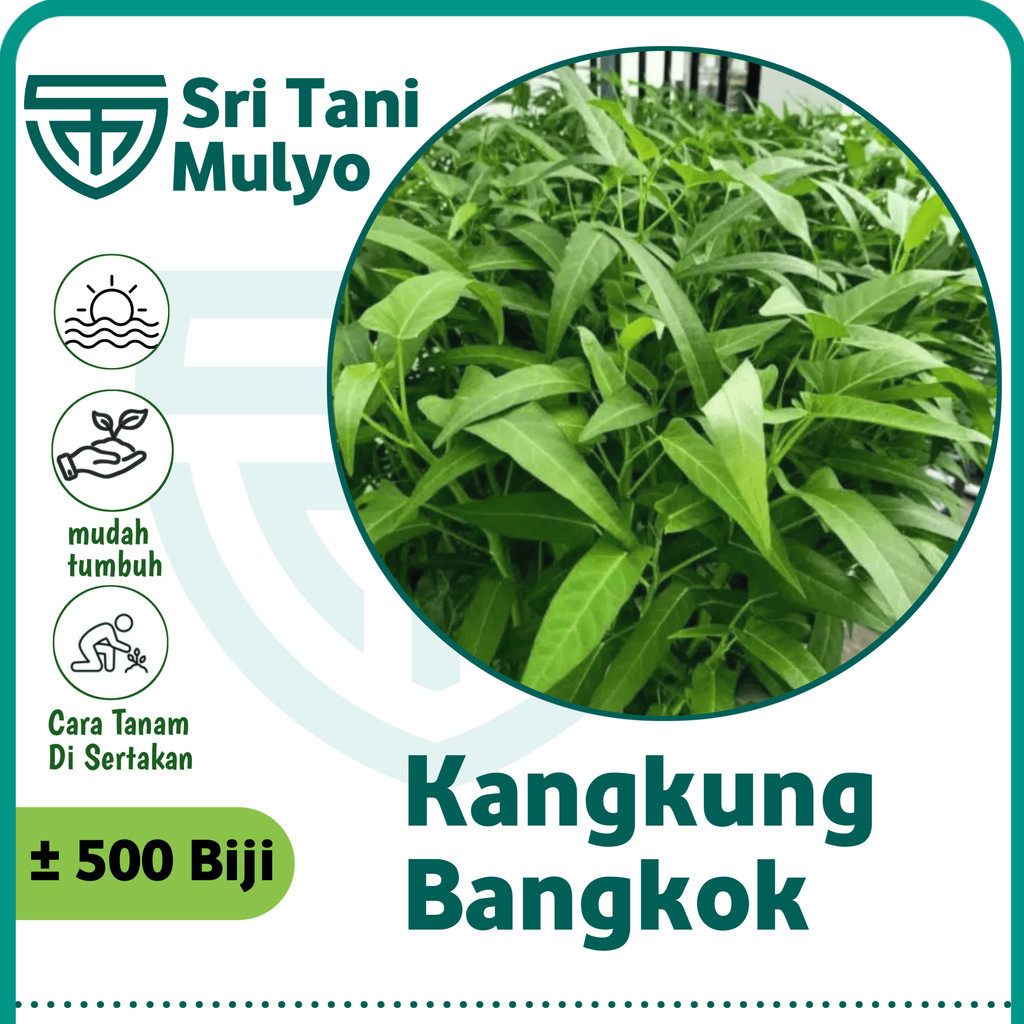 500 Biji - Benih Kangkung BANGKOK LP 1 - Bibit Sayuran Benih Sayuran Kangkung Daun Lebar