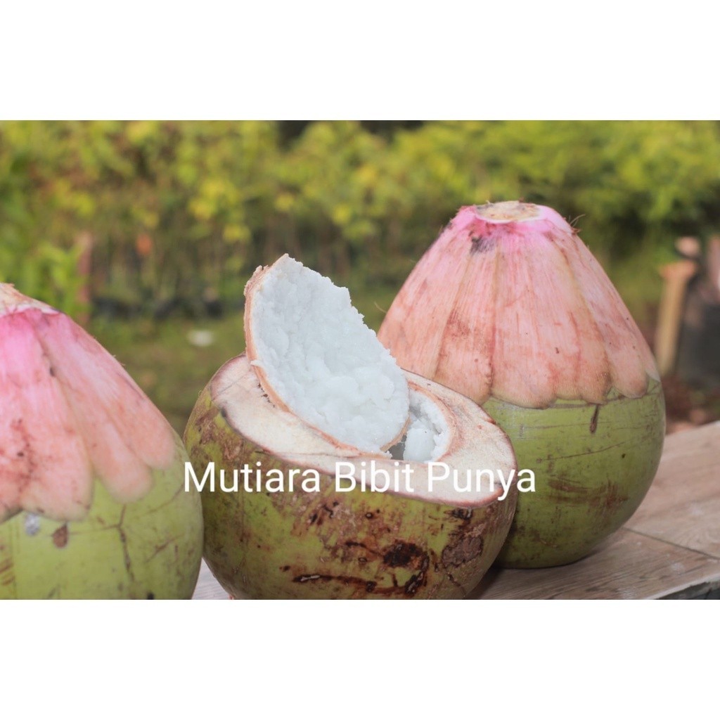 Bibit Kelapa Wulung, Kopyor, Genjah  (KELAPA 3 KOMBINASI) ASLI