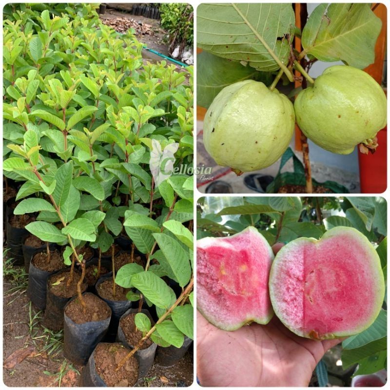 Bibit Jambu Kristal Merah Cangkok