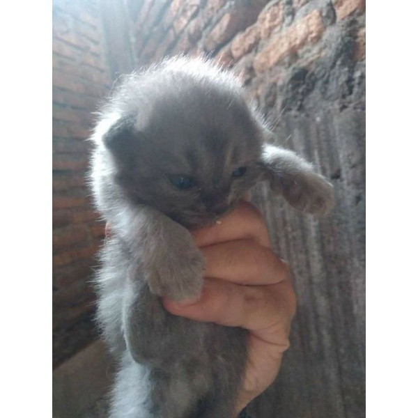 kucing kitten british  mata biru. abu solid