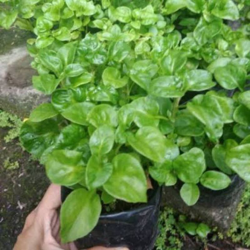 Tanaman Bayam Brazil