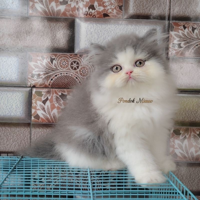 Kucing Persia Anak Kucing Flatnose Blue Silver Simetris Peaknose Kitten Himalaya Ragdoll Munchkin Lucu Gembul