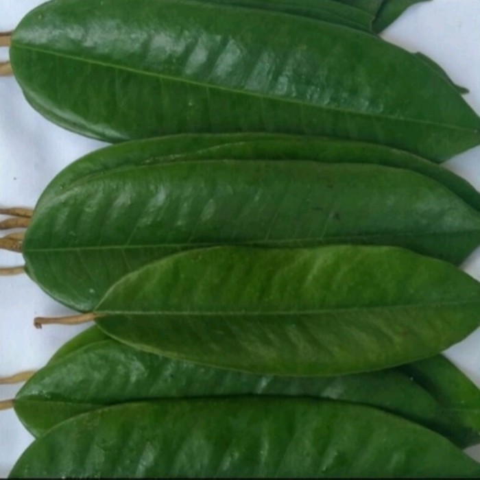 

peromo daun durian herbal alami fresh 100 lembar