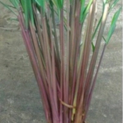 

bubit serey merah sereh wangi per 1kg