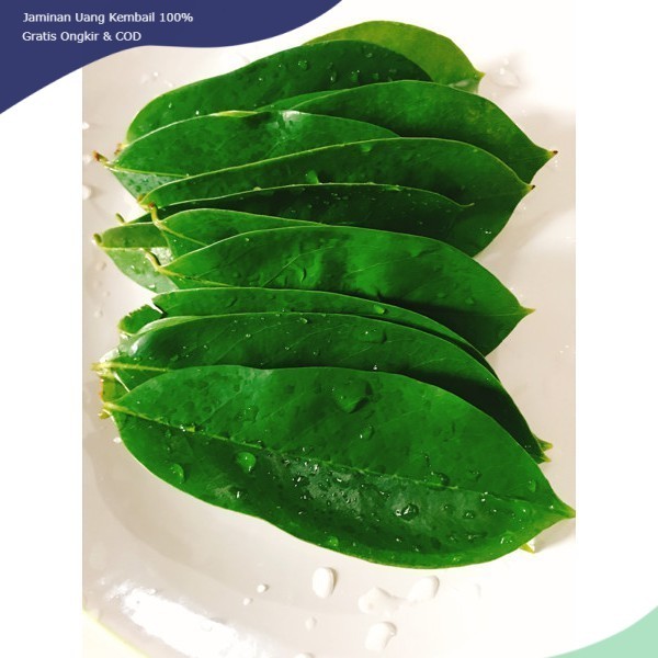 

DAUN SIRSAK TUA SEGAR ORGANIK KHUSUS UNTUK OBAT HERBAL KANKER AUTOIMUN