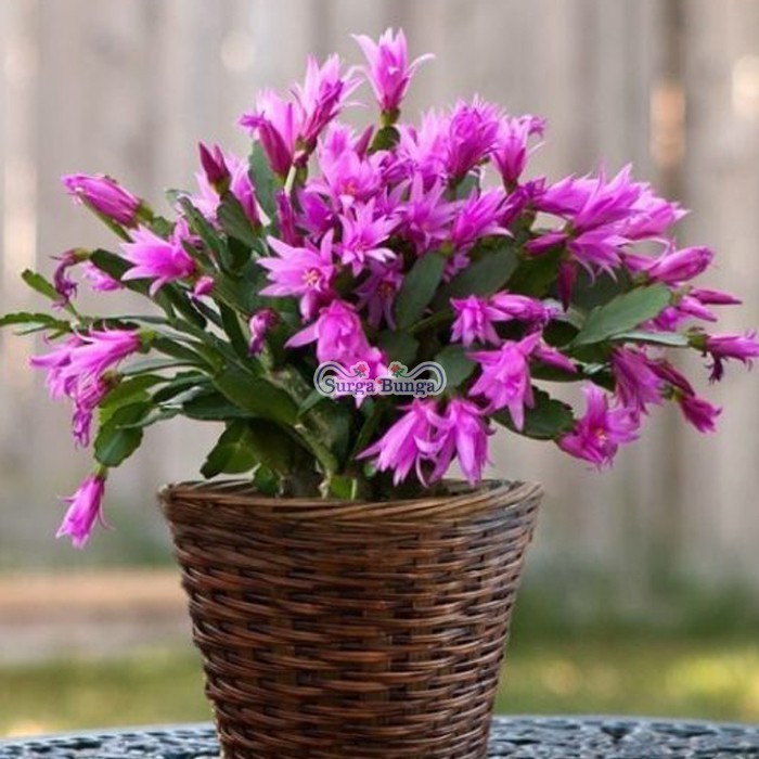 wijaya kusuma kepiting ungu christmas cactus tanaman hias