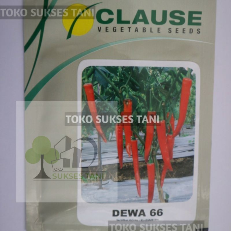 Benih Cabai Besar / Cabe Besar DEWA 66  kemasan  10gr dari Clause Indonesia
