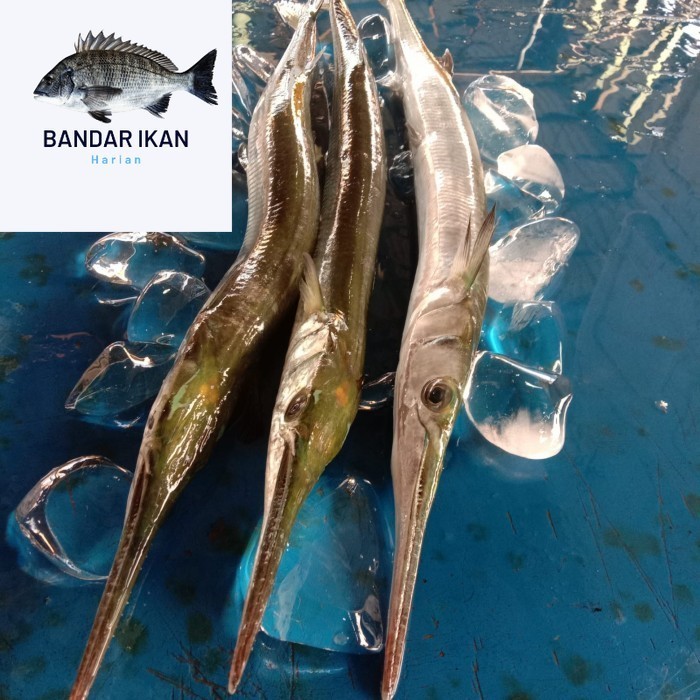 

Ikan Cendro Segar Fresh Dan Berkualitas