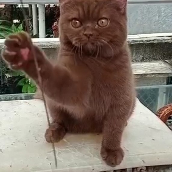 kucing british shorthair bsh cat ped cinnamon betina cakep short
