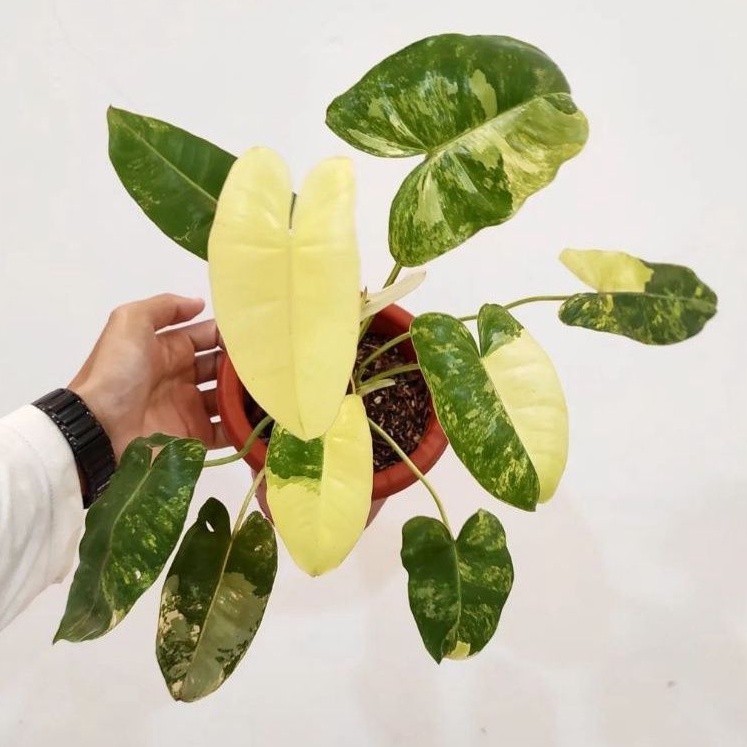Philodendron Burlemarx Variegata - Brekele Varigata / Tanaman Hias Philo Brekele Varigata Bunga Hias
