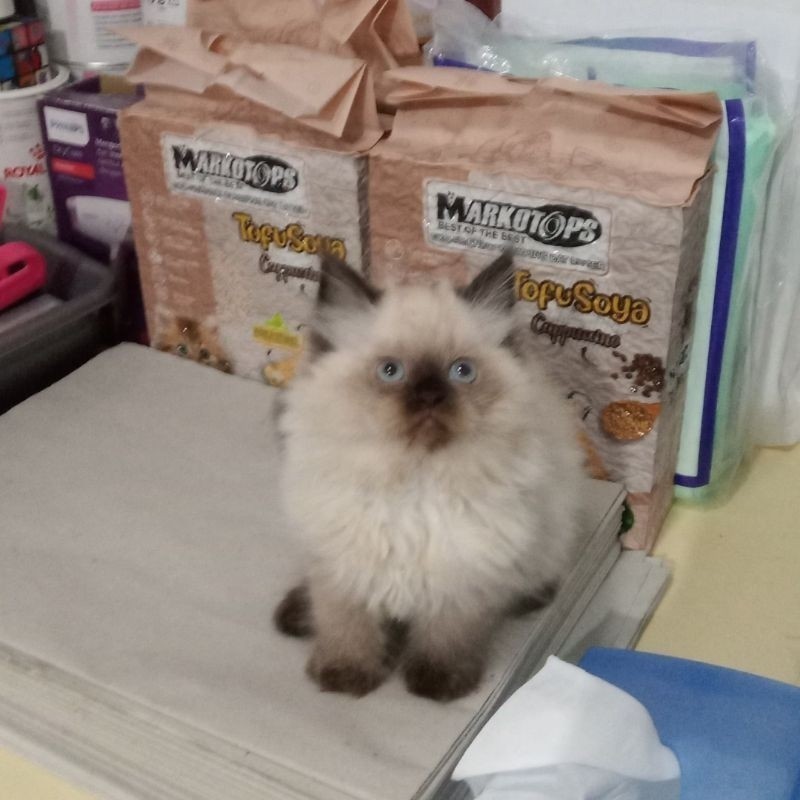 kucing himalaya ragdoll