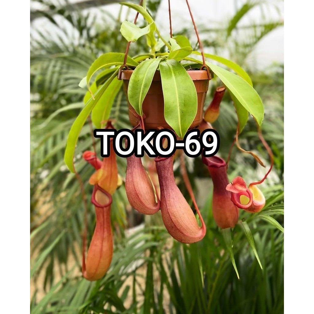KANTONG SEMAR / NEPENTHES TANAMAN KARNIVORA