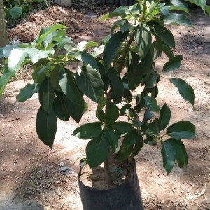 Bibit Buah Alpukat Pluwang Tinggi 1 meter - Alpukat Pluwang Premium