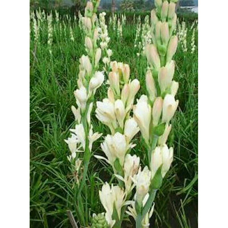 Bunga Potong Sedap Malam Segar Premium 1 Tangkai