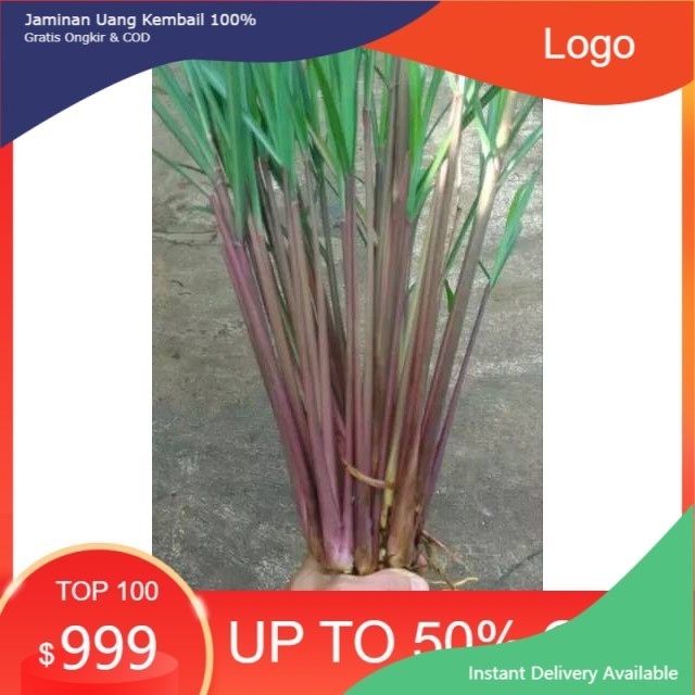 Serai wangi segar serai warna merah (10 tanambatang)