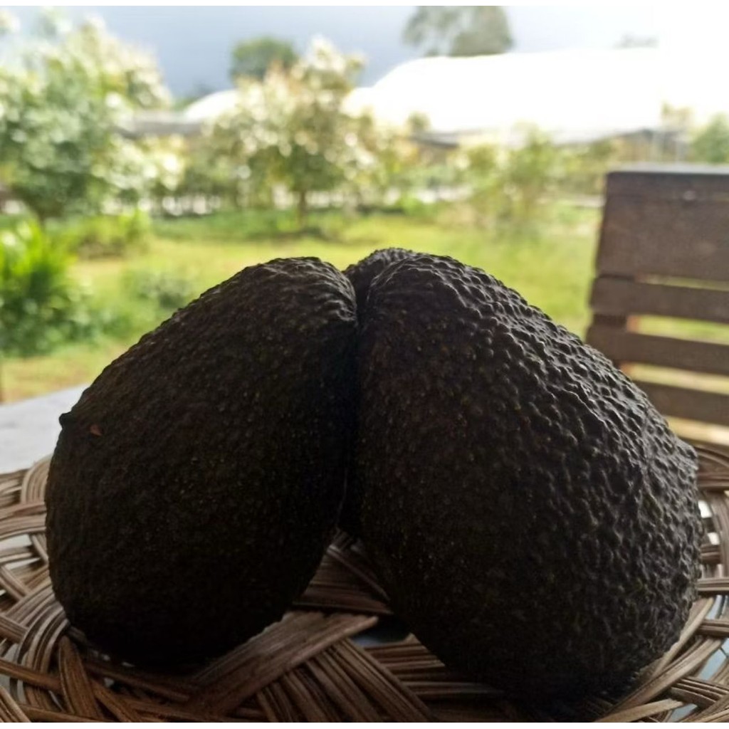 

Alpukat Hass (Grade A) 1 KG Organik - Hass Avocados Organic