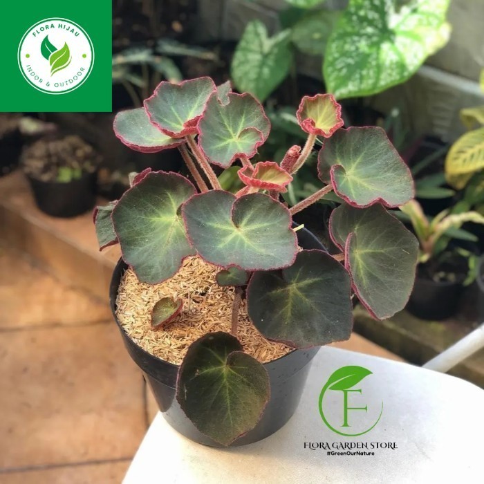 ~ Tanaman hias Begonia Red Carpet - Begonia Red Carpet