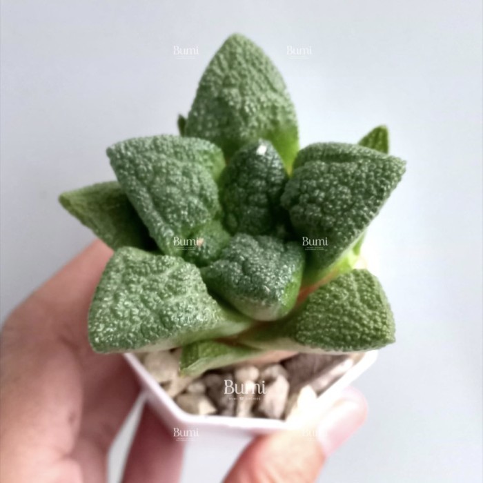 BUMI ORCHIDS Ariocarpus fissuratus 'Godzilla' Kaktus Gurun Succulent Tanaman Hias Cactus