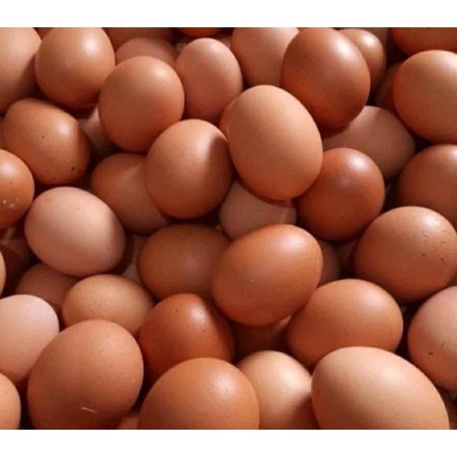 

ALICIA 10 PCS TELUR AYAM